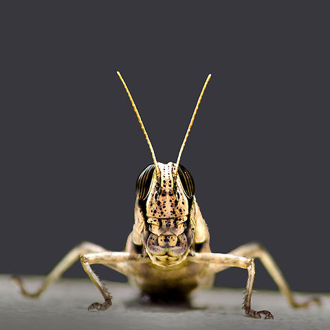 Desert Locust A solitary desert locust Desert Locust,Geotagged,Hyderabad,India,Schistocerca gregaria,Spring,desert,locust