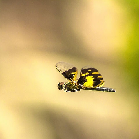 Flutterer Fluttering A common picture wing caught in flight Common Picture Wing,Geotagged,Hyderabad,India,Rhyothemis variegata,Spring,dragonfly,variegata