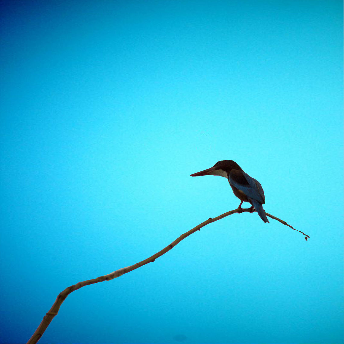 White_throated_Kingfisher A white throated kingfisher. Geotagged,Halcyon smyrnensis,India,Spring,White-throated kingfisher,hyderabad,kingfisher,white throated kingfisher