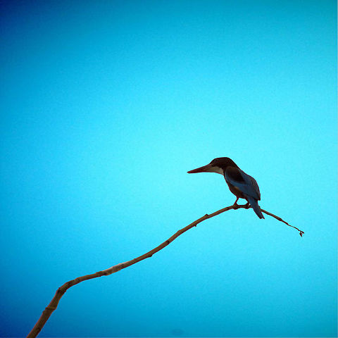 White_throated_Kingfisher A white throated kingfisher. Geotagged,Halcyon smyrnensis,India,Spring,White-throated kingfisher,hyderabad,kingfisher,white throated kingfisher