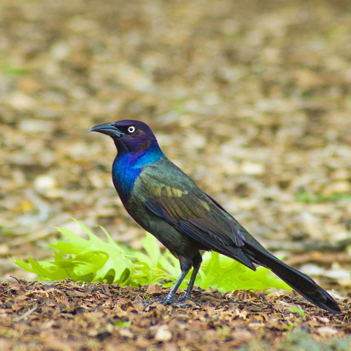 common_grackle the colorful common grackle Birds,Common Grackle,Dallas,Geotagged,Quiscalus quiscula,Spring,Texas,USA,United States