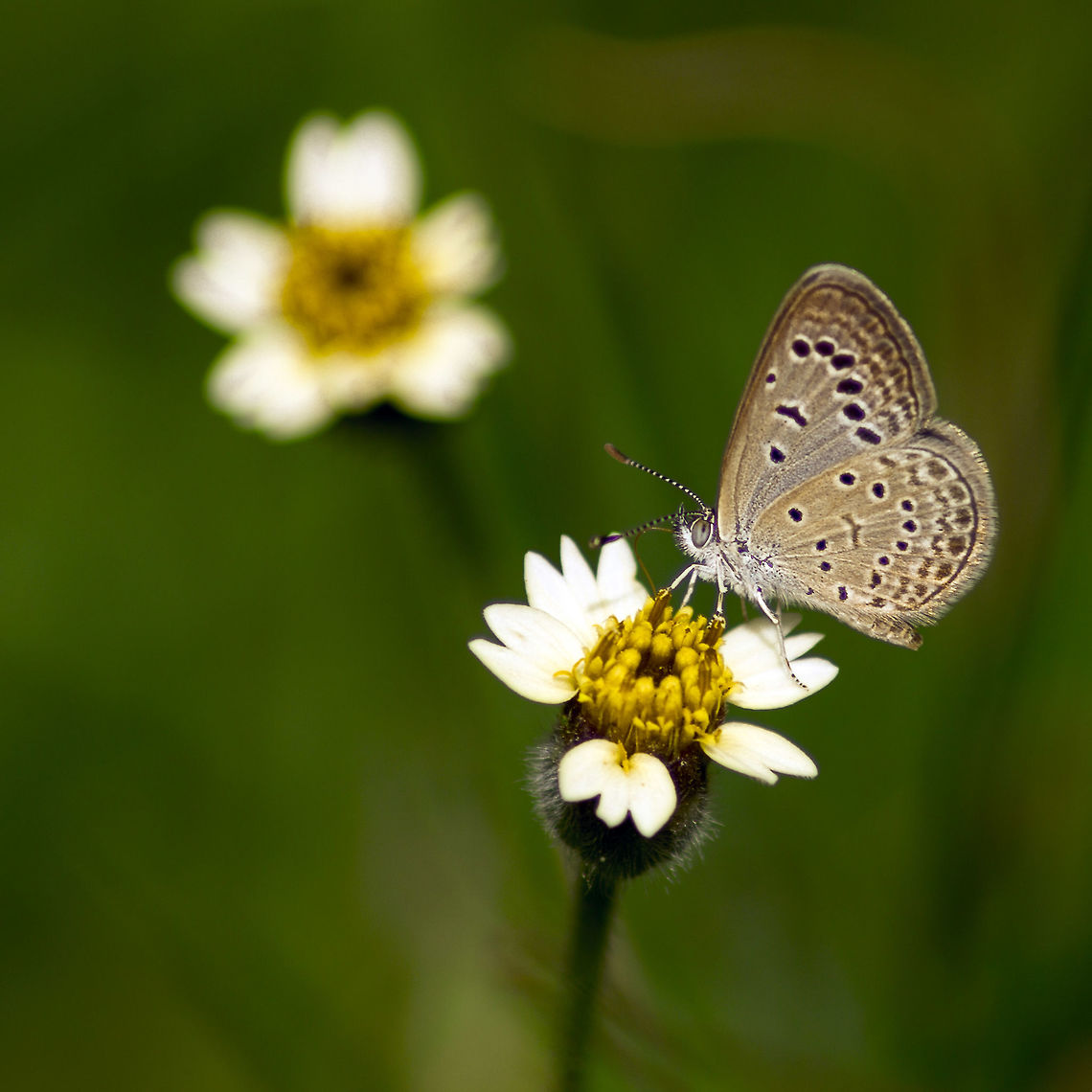 Nature - the master painter When nature paints a pretty picture Dark Grass Blue,Geotagged,India,Summer,Zizeeria karsandra,butterflies,hyderabad