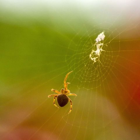 tree_orb_web_spider Tree orb web spider

Not sure about the particular species. Please help identify.
Saw this one creating the entire web from scratch. The background colors are from the trees leaves and flowers. Cropped for square size and reduced noise. No other editing. Shot around sunset today.
Took 30 minutes and ~300 photos.The agility with which it moves makes it hard to focus, specially in the low light conditions. Hence the high shutter speed and even higher ISO. The best I could achieve with hand held no IS/VC Tamron lens.
f6.3,1/640s, ISO4000(auto), 300mm focal length.
Tamron 70-300 macro mode
Canon 600D Geotagged,India,Spider,Spiders,Spring,hyderabad,tree orb web spider