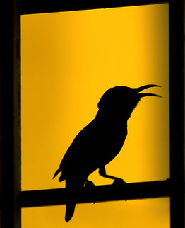 Sunbird_Silhouette Silhouette of a purple sun-bird during a sun set. Cinnyris asiaticus,Geotagged,India,Purple Sunbird,Purple sunbird,Silhouette,Winter,purple,sunbird,sunset,yellow