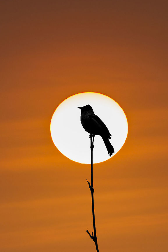 Bulbul_Silhoutte A red-vented bulbul silhouette during a sunset. Composite shot.<br />
<br />
#Pycnonotus cafer #birds<br />
#bulbul #sunset #silhouette Geotagged,India,Pycnonotus cafer,Red-vented Bulbul,Spring,birds,composite,nature,silhouette,sunset