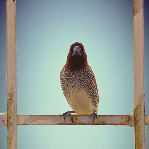 Scaly breasted munia Scaly breasted munia - sat for a second in the window to allow me to click this portrait photo of her. Birds,Geotagged,India,Lonchura punctulata,Scaly-breasted Munia,Scaly-breasted munia,Spring