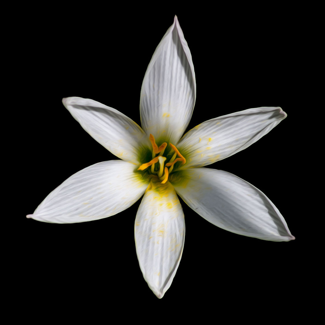 Zephyranthes candida Rain lily, water lily, zephyr lily.<br />
Source: <a href="http://www.flowersofindia.net/catalog/slides/White" rel="nofollow">http://www.flowersofindia.net/catalog/slides/White</a> Rain Lily.html<br />
<a href="http://gurgaongardener.blogspot.in/2014/06/white-flowers-for-your-garden.html" rel="nofollow">http://gurgaongardener.blogspot.in/2014/06/white-flowers-for-your-garden.html</a>  Geotagged,India,Spring,Zephyranthes candida