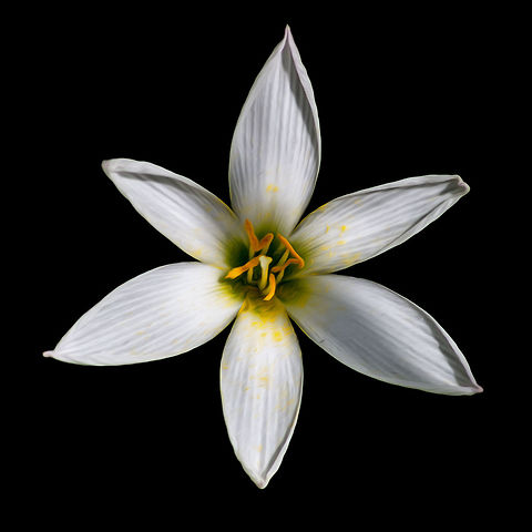 Zephyranthes candida Rain lily, water lily, zephyr lily.
Source: http://www.flowersofindia.net/catalog/slides/White Rain Lily.html
http://gurgaongardener.blogspot.in/2014/06/white-flowers-for-your-garden.html  Geotagged,India,Spring,Zephyranthes candida