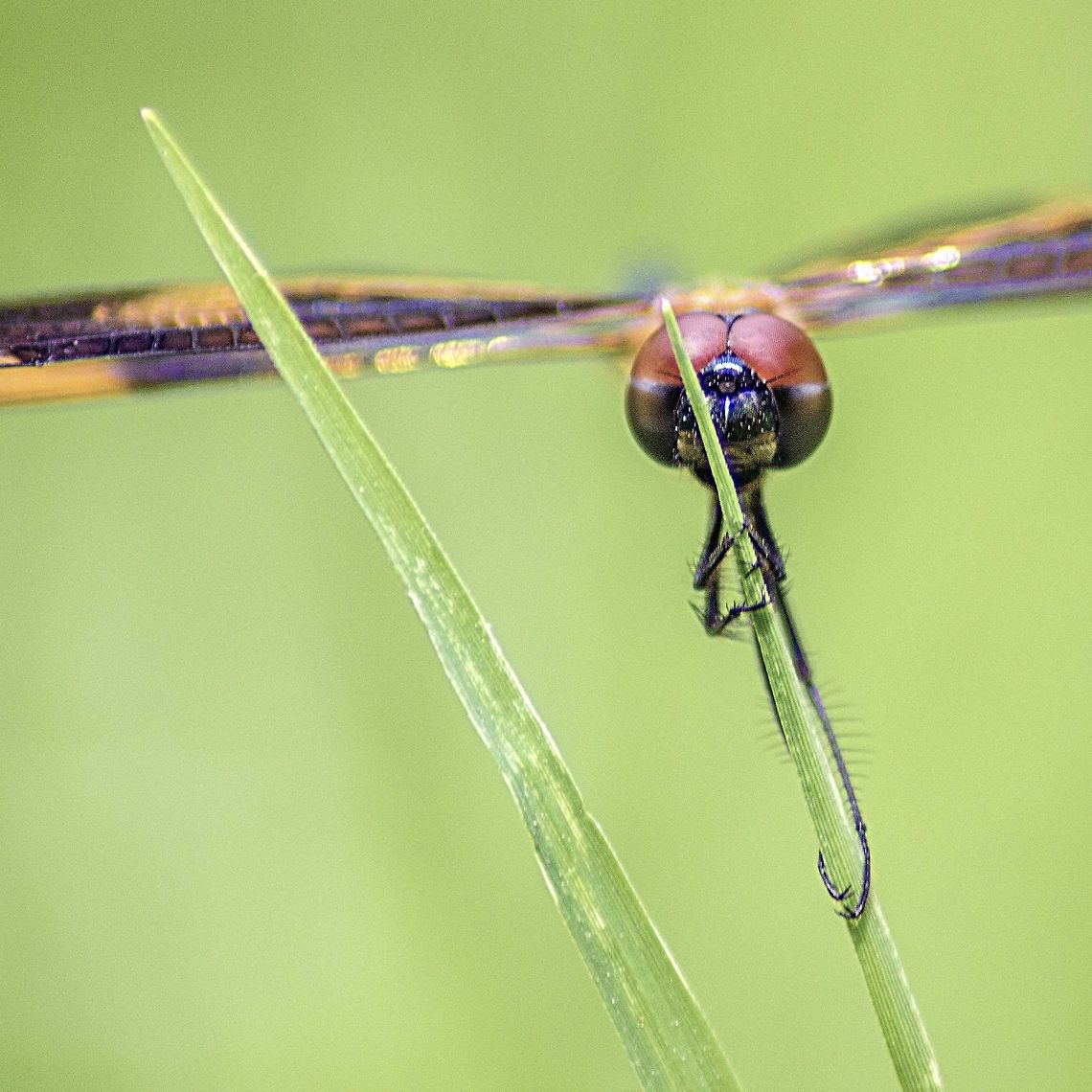 Closeup of a common picture wing Closeup of a common picture wing Closeup,Common picture wing,Dragonfly,Geotagged,India,Macro,Nature,Rhyothemis variegata,Summer