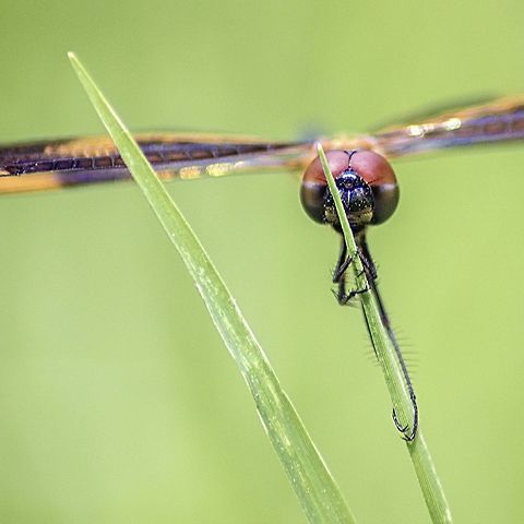Closeup of a common picture wing Closeup of a common picture wing Closeup,Common picture wing,Dragonfly,Geotagged,India,Macro,Nature,Rhyothemis variegata,Summer
