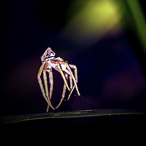 Dancing_Spider Dancing Spider
Spotlight on the dancing spider Dance,Geotagged,India,Macro,Nature,Spider,Spotlight,Summer