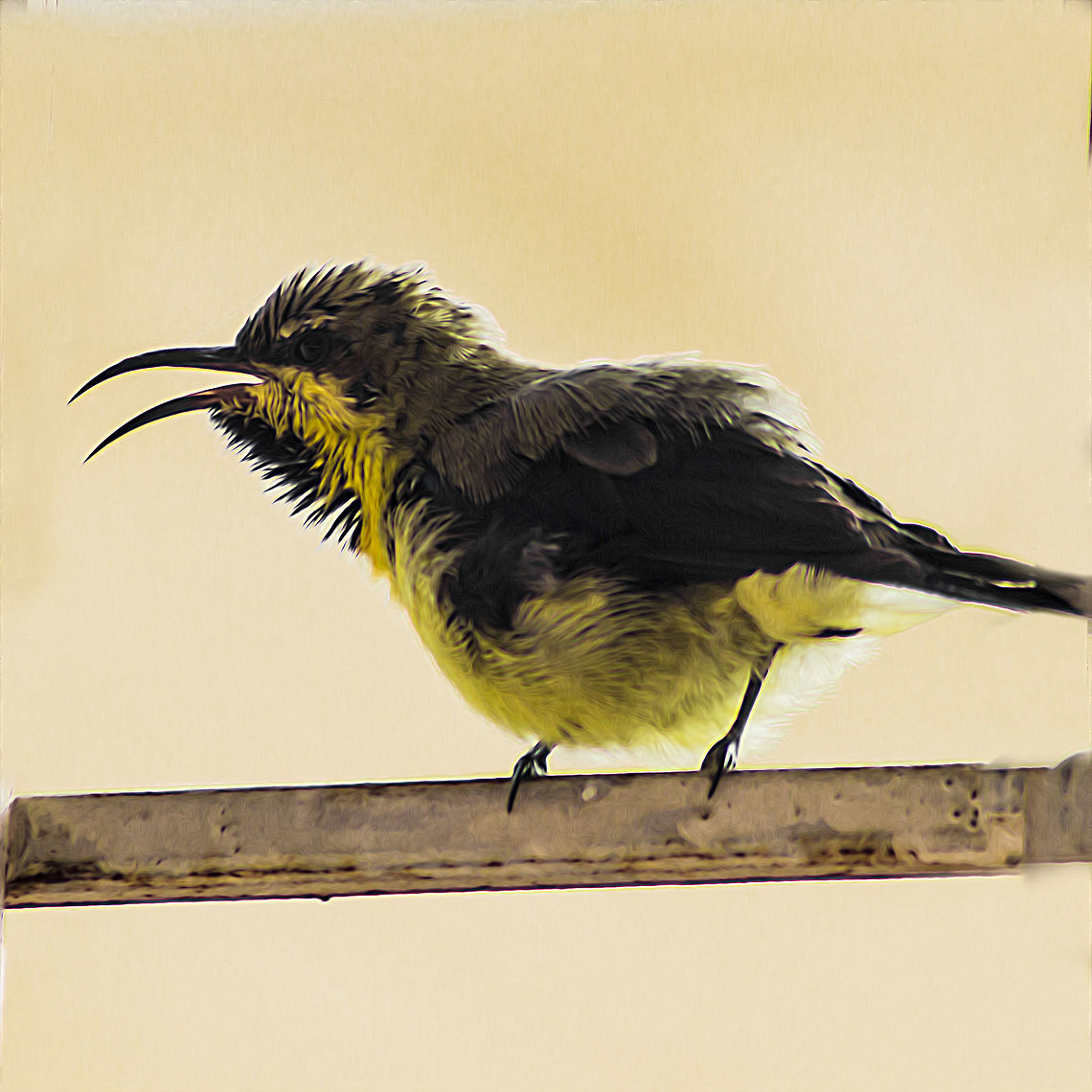 Sunbird Non breeding male Purple Sunbird in eclipse plumage. Bird,Birds,Birds of India,Canon,Cinnyris asiaticus,Eclipse plumage,Geotagged,India,Indian birds,National Geographic,Nature,Plumage,Purple sunbird,Summer,Sunbird