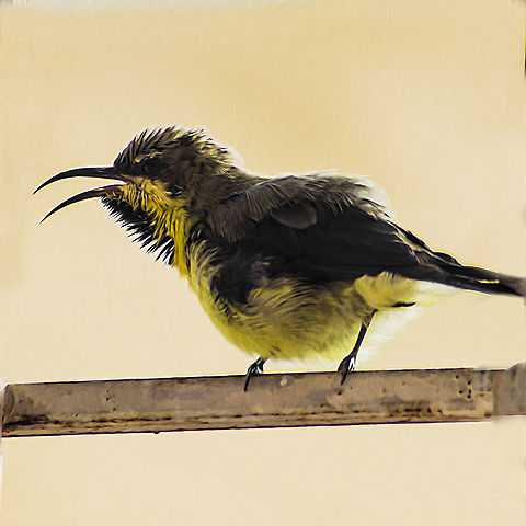 Sunbird Non breeding male Purple Sunbird in eclipse plumage. Bird,Birds,Birds of India,Canon,Cinnyris asiaticus,Eclipse plumage,Geotagged,India,Indian birds,National Geographic,Nature,Plumage,Purple sunbird,Summer,Sunbird