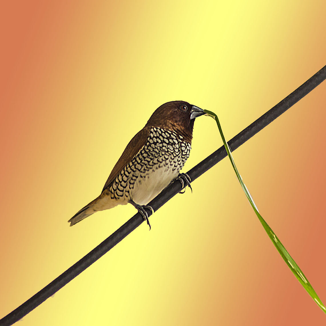 Munia Building the nest - one twig at a time. Birds,Finch,Geotagged,India,Lonchura punctulata,Munia,Nature,Scaly Breasted Munia,Scaly-breasted munia,Spice Finch,Summer,nutmeg mannikin,scaly-breasted munia,sparrow-sized estrildid,spotted munia