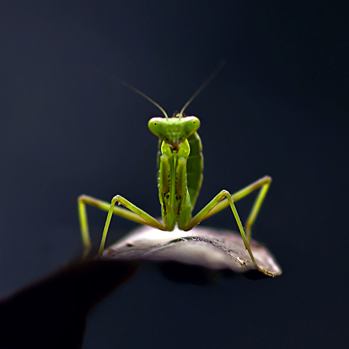 Mantis portrait Portrait shot of a praying mantis Animal Planet,Bugs,Close-up,Geotagged,India,Insects,Macro,MacroDreams,Macroworld,Mantis,NatGeo,National Geographic,Portrait,Praying Mantis,Small World,Summer,nature