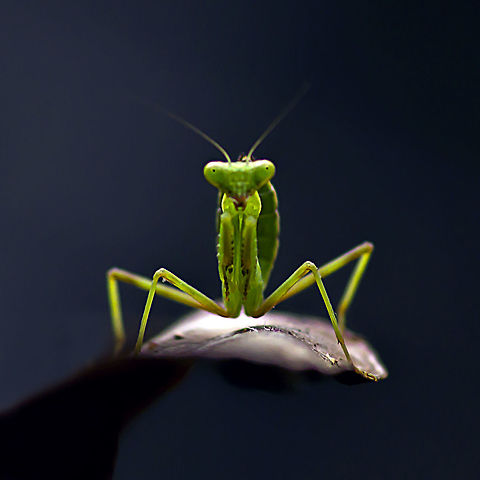 Mantis portrait Portrait shot of a praying mantis Animal Planet,Bugs,Close-up,Geotagged,India,Insects,Macro,MacroDreams,Macroworld,Mantis,NatGeo,National Geographic,Portrait,Praying Mantis,Small World,Summer,nature