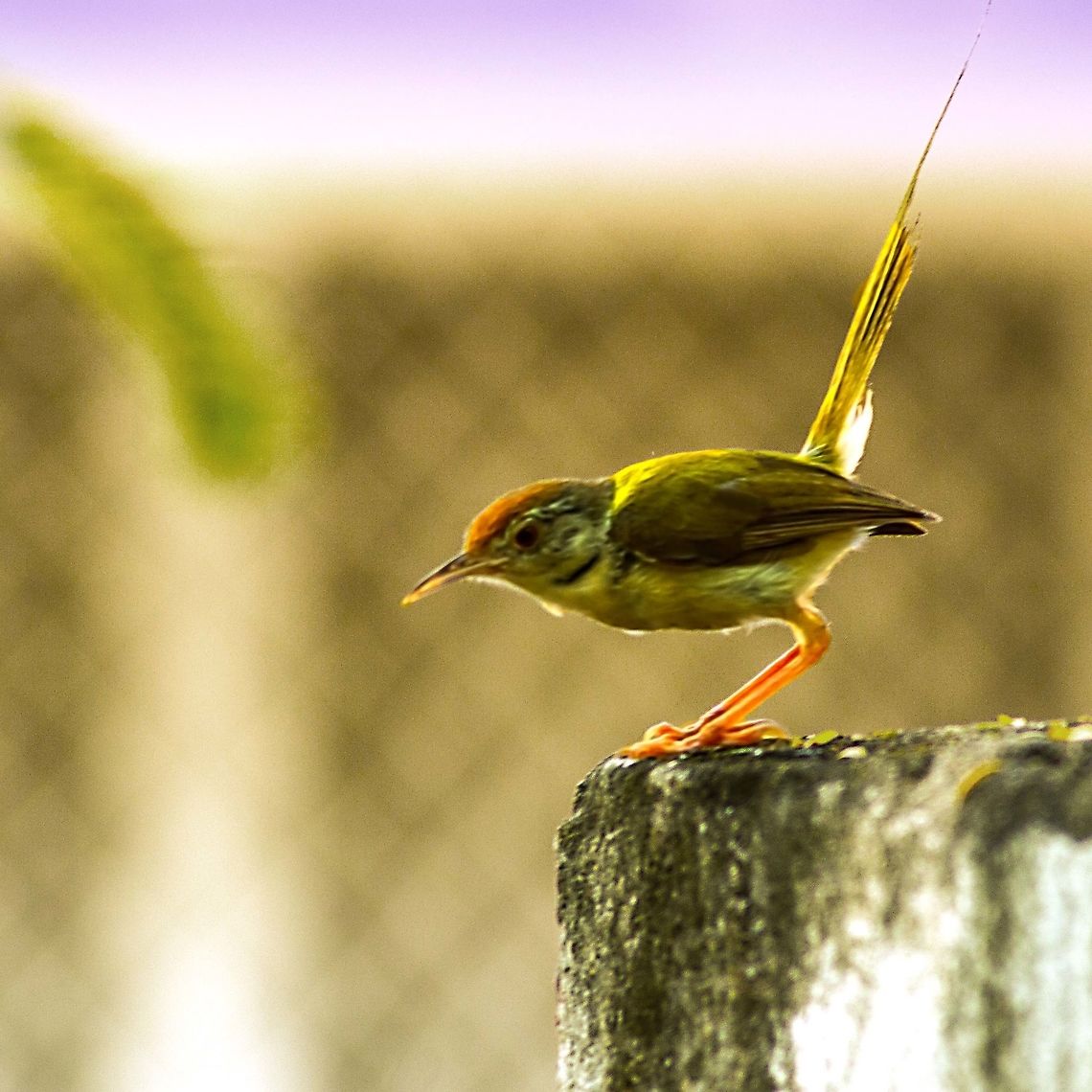 Tailorbird  Common Tailorbird,Fall,Geotagged,India,Orthotomus sutorius