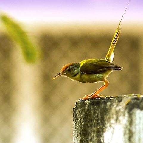 Tailorbird  Common Tailorbird,Fall,Geotagged,India,Orthotomus sutorius