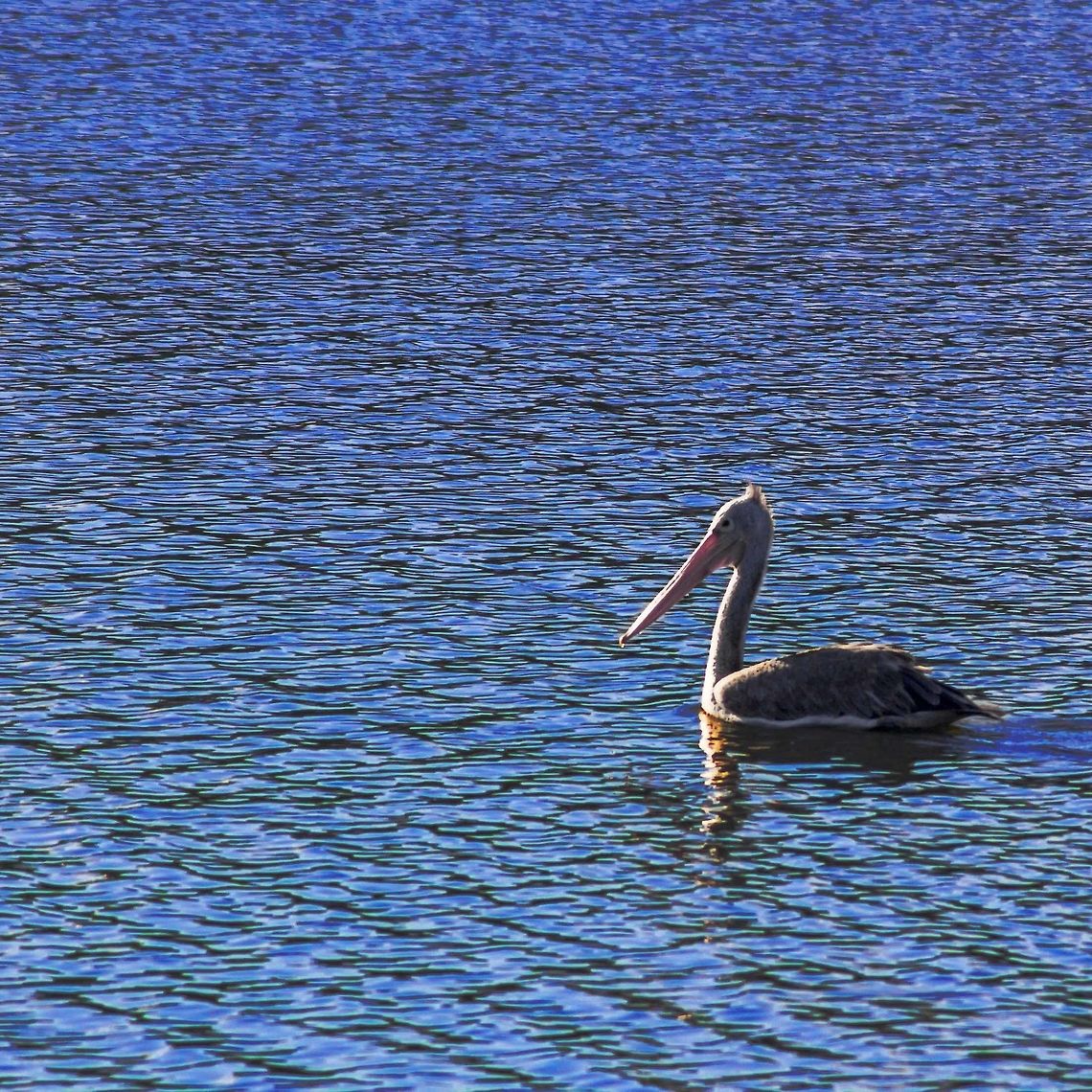 Spot-billed_pelican <br />
The spot-billed pelican (Pelecanus philippensis) belongs to the family Pelecanidae. The Spot-billed pelican species is distributed in India, Sri Lanka, Nepal, Myanmar, Thailand, Vietnam and Cambodia.<br />
<br />
The IUCN (International Union for Conservation of Nature) has categorized and evaluated these pelican species and has listed them as "Near Threatened" Geotagged,India,Pelecanus philippensis,Spot-billed pelican,Spring
