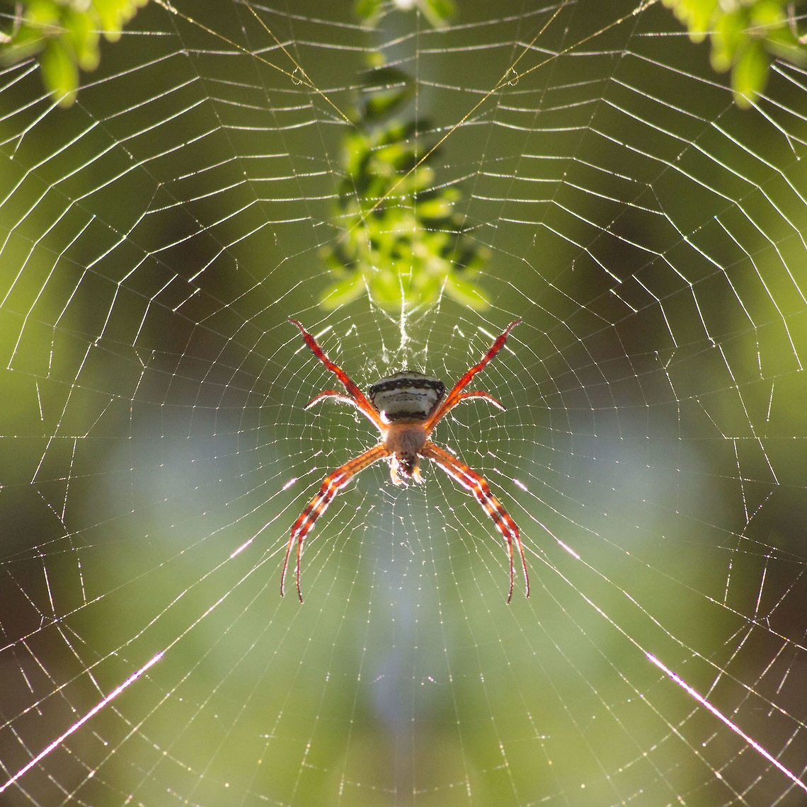 Argiope, India  Argiope anasuja,Geotagged,India,Signature Spider,Spring