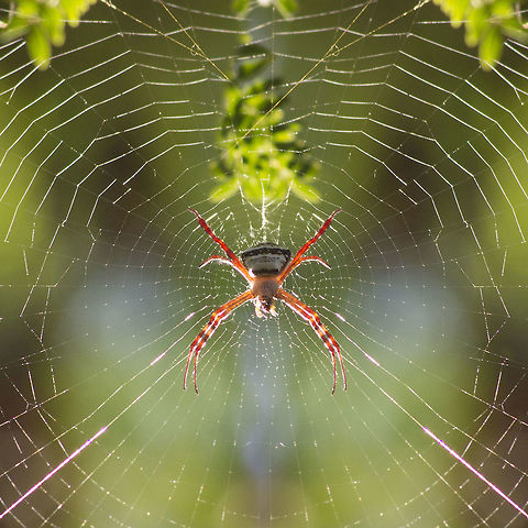 Argiope, India  Argiope anasuja,Geotagged,India,Signature Spider,Spring