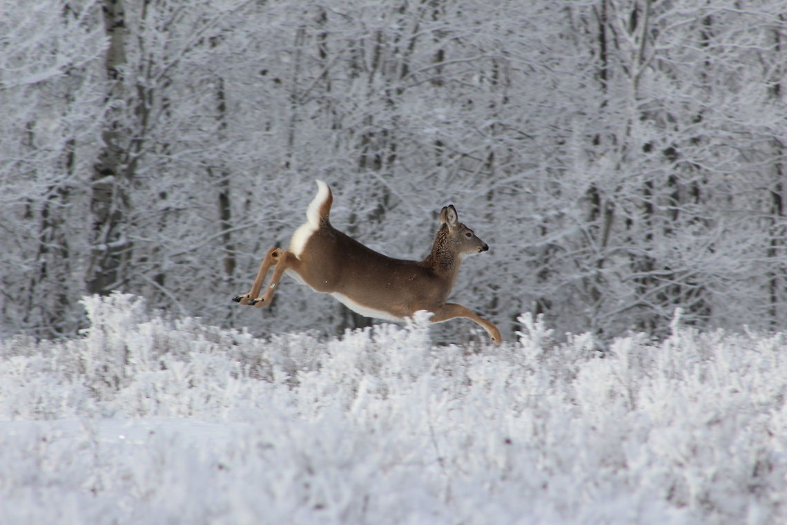 White-tailed deer on Christmas Eve   Canada,Geotagged,Manitoba,Odocoileus virginianus,White-tailed Deer,Winter