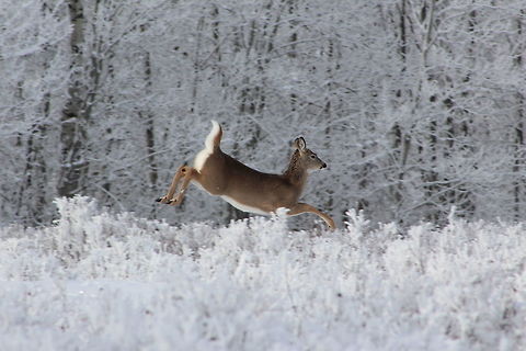 White-tailed deer on Christmas Eve   Canada,Geotagged,Manitoba,Odocoileus virginianus,White-tailed Deer,Winter