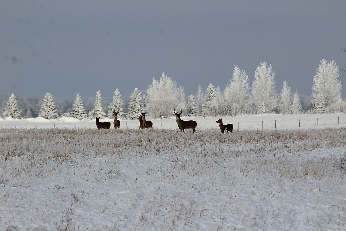 White-tailed deer on Christmas Eve Followed these guys for ages before they let me get close enough for a photo. Canada,Geotagged,Manitoba,White-tailed Deer,Winter,winter