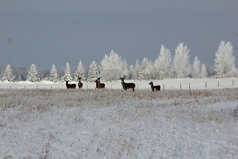 White-tailed deer on Christmas Eve Followed these guys for ages before they let me get close enough for a photo. Canada,Geotagged,Manitoba,White-tailed Deer,Winter,winter