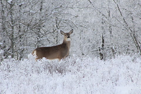White-tailed deer on Christmas Eve Finally found one that wasn't quite as scared as the rest.  Canada,Geotagged,Manitoba,Odocoileus virginianus,White-tailed Deer,Winter,winter