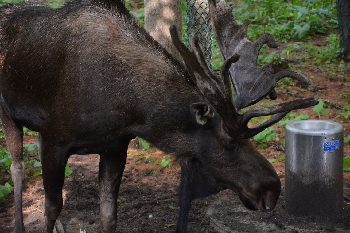 Moose in Maine at the Gray Wildlife Park  Alces alces,Maine,Moose,wildlife