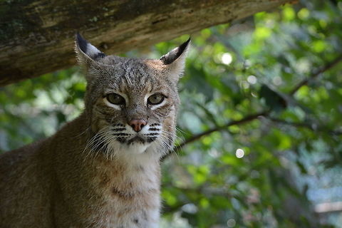 Bobcat Starting Contest After spending almost an hour in their enclosure, the bobcats that reside in the Gray Wildlife Park became comfortable enough to let me move within arms length of them and photograph them. The Park has fostered their bobcats since birth. The one photographed is currently 12 years old and is the youngest bobcat living at the Park.  Bobcat,Geotagged,Lynx rufus,Maine,Summer,United States
