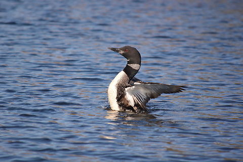 Great Northern Loon Making a Splash Little Sebago Lake is a popular area for loons from mid-Spring to early Fall. Living near the lake, I often hear their calls and cries throughout the day. Loons will often make their nests on the shoreline or on one of many small islands on Little Sebago and can be seen with their younglings swimming close to their nests. Despite being mid October at the time of this picture, there were a surprising number of loons still on Little Sebago due to the mild start to the Fall season in Maine this year.  Fall,Gavia immer,Geotagged,Great Northern Loon,Lake,Maine,United States,sebago lake