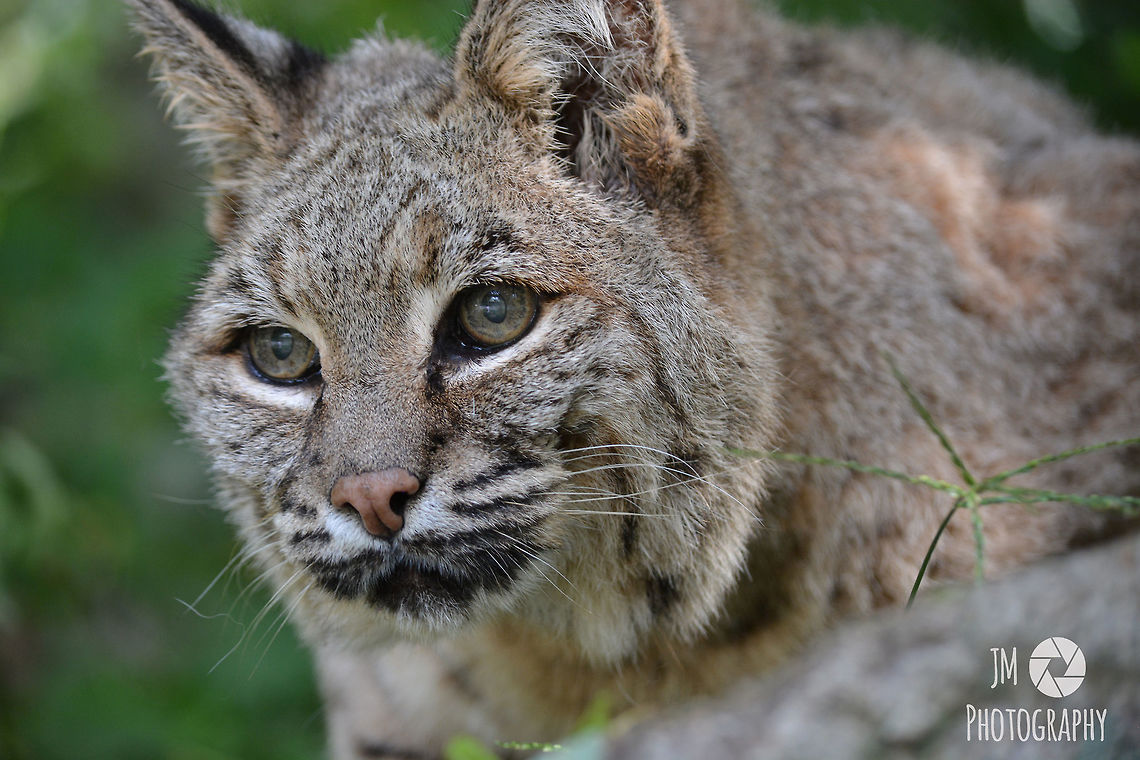 Bobcat Taking a Rest at the Gray Wildlife Park During a closed photo shoot I was able to get up close and personal to the Park&#039;s oldest living bobcat. At 22 years old, she&#039;s spent more time on the planet than I have, and has spent the better part of her life living at the Park after being rescued by Maine Game Wardens. Her son was born in the Gray Wildlife Park and continues to live there to this day.  Bobcat,Geotagged,Lynx rufus,Maine,Summer,United States