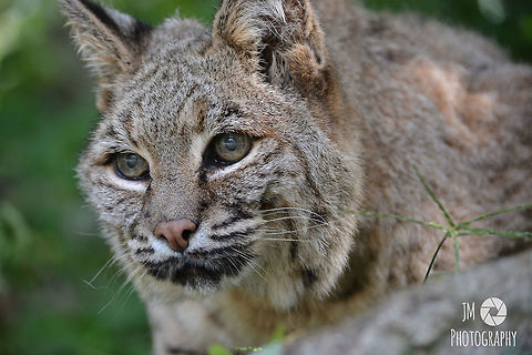 Bobcat Taking a Rest at the Gray Wildlife Park During a closed photo shoot I was able to get up close and personal to the Park's oldest living bobcat. At 22 years old, she's spent more time on the planet than I have, and has spent the better part of her life living at the Park after being rescued by Maine Game Wardens. Her son was born in the Gray Wildlife Park and continues to live there to this day.  Bobcat,Geotagged,Lynx rufus,Maine,Summer,United States