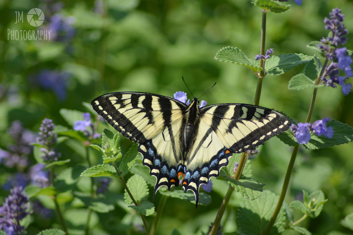 Eastern Tiger Swallowtail Butterfly These have been becoming more and more common over the past couple of years near coastal areas of Maine as well as mud flats and open fields. Next to large gardens, the highest concentration of these I&#039;ve seen has been near mud pools on a local golf course.  Butterfly,Eastern Tiger Swallowtail,Geotagged,Maine,Papilio glaucus,Spring,United States,coastal