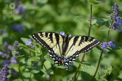 Eastern Tiger Swallowtail Butterfly These have been becoming more and more common over the past couple of years near coastal areas of Maine as well as mud flats and open fields. Next to large gardens, the highest concentration of these I've seen has been near mud pools on a local golf course.  Butterfly,Eastern Tiger Swallowtail,Geotagged,Maine,Papilio glaucus,Spring,United States,coastal