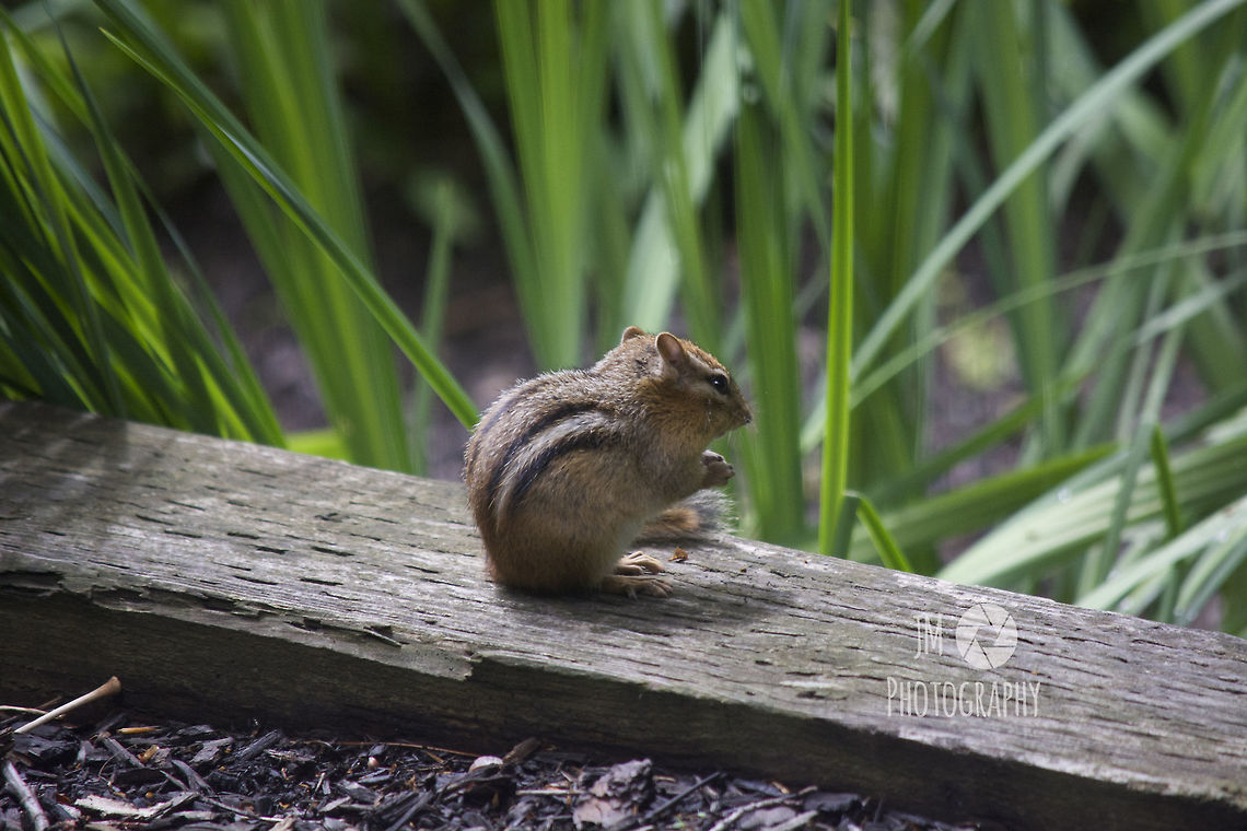 Chipmunk Having a Snack Living far away from any major city in the Northeast US is a prime opportunity to see chipmunks and squirrels scurrying around the yard for most of the day. Most of these little guys are pretty shy, however a handful of them will make their way near or into the garage and spend the night away from predators.  Eastern chipmunk,Geotagged,Maine,Summer,Tamias striatus,United States