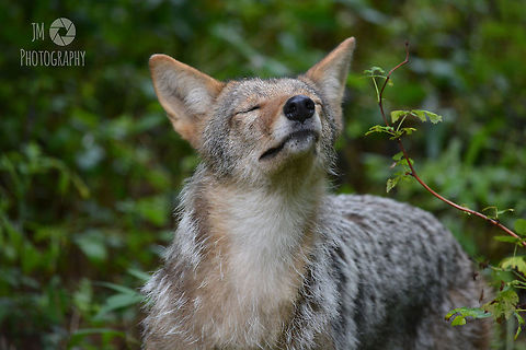 Coyote Soaking Up the Sun This picture was taken mid morning in Maine at the Gray Wildlife Park. Being the only remaining coyote at the park has made her very shy to people and other animals with the exception of one of her caretakers. With the help of some raw meat, her caretaker was able to lure our local coyote out of hiding for a short amount of time allowing me to snap this photo. For such a shy girl, she does have quite the personality when food is involved.  Canis latrans,Coyote,Geotagged,Maine,Summer,United States