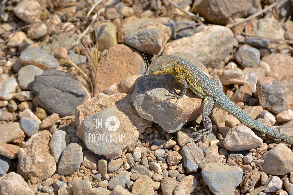 Posing for the Camera It&#039;s become a force of habit to always look up when I&#039;m exploring new places, but looking down towards to ground introduced me to a colorful photo opportunity in Red Rock Canyon, Nevada. These lizards are a common sight both on and off heavily used trails. This particular lizard wandered up to the rocks by my feet while I was taking a short break from a hike. Common side-blotched lizard,Geotagged,Nevada,Spring,United States,Uta stansburiana,pacific,red rock canyon