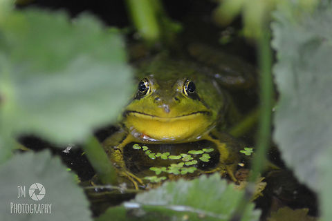 The Swamp has Eyes In the middle of summer, bullfrogs can be heard in startling numbers by nearly any body of water whether it be a lake, swamp, or even a small bog tucked away in the woods. Despite their relatively small size, bullfrogs make sure they're heard loud and clear. American Bullfrog,Geotagged,Rana catesbeiana,Spring,United States,frog,little sebago lake,maine,summer