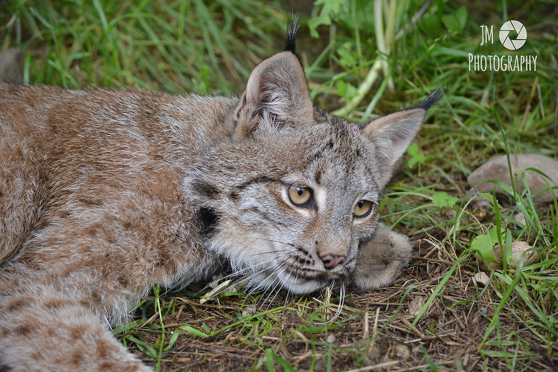 Lynx Getting Ready for a Nap One of two Canadian Lynx living at the Gray Wildlife Park. Another case of Maine Wardens rescuing injured wildlife brought them to the Park and they have been popular with guests and photographers ever since.  Canada lynx,Geotagged,Lynx canadensis,Summer,United States,maine