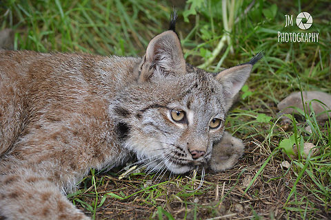 Lynx Getting Ready for a Nap One of two Canadian Lynx living at the Gray Wildlife Park. Another case of Maine Wardens rescuing injured wildlife brought them to the Park and they have been popular with guests and photographers ever since.  Canada lynx,Geotagged,Lynx canadensis,Summer,United States,maine