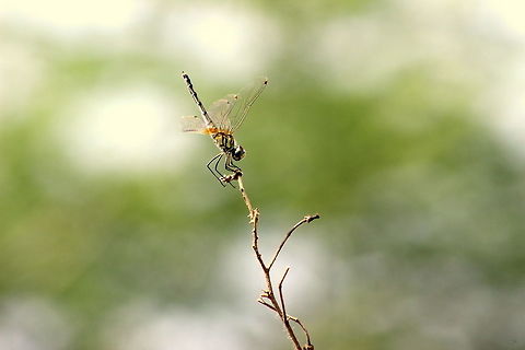 Golden-ringed Dragonfly closeup  Golden-ringed Dragonfly closeup at Gobichettipalayam,Tamilnadu,India Gobichettipalayam,India,Long Legged Marsh Glider,Trithemis pallidinervis,summer