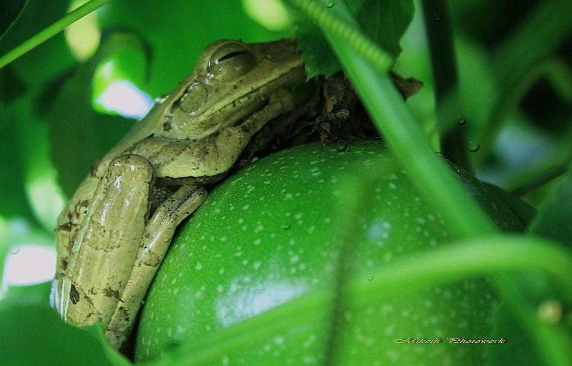 Let me sleep A tree frog sleeps on a passion fruit.<br />
Photo taken with Canon EOS 450D at 55 mm FL, no flash, manual balance, f/5.6, exposure time 1/50 sec, ISO 400.<br />
Photo processed with ACDSee<br />
Location: Tatelu, North Minahasa ( Indonesia)