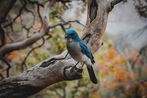 Mexican Jay, Big Bend National Park, Texas While backpacking in Big Bend National Park in southwest Texas this past November, this Mexican Jay followed us for a good 1,000 ft while summiting Mount Emory. It posed for me on this branch before we parted ways. Aphelocoma wollweberi,Big Bend,Big Bend National Park,Birds,Blue,Fall,Geotagged,Mexican Jay,Texas,United States