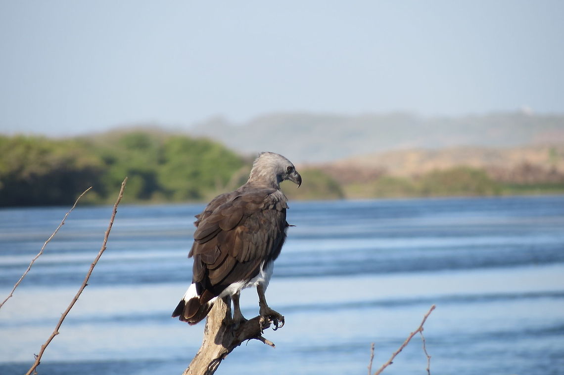 Grey-headed Fish Eagle in Sri Lanka  Grey-headed Fish Eagle,Ichthyophaga ichthyaetus,Sri Lanka