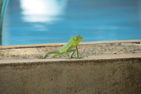 Little Lizard at the pool  Calotes calotes,Common Green Forest Lizard,Sri Lanka