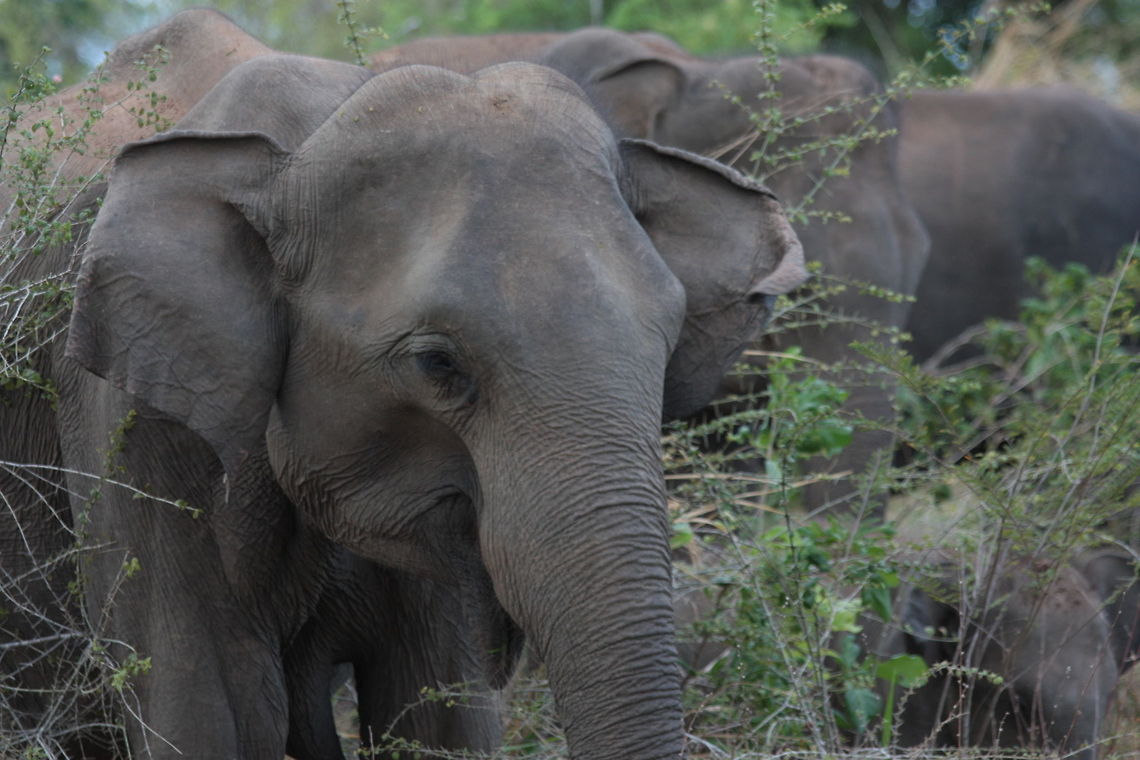 Elephants in Sri-Lanka  Elephas maximus maximus,Sri Lankan elephant