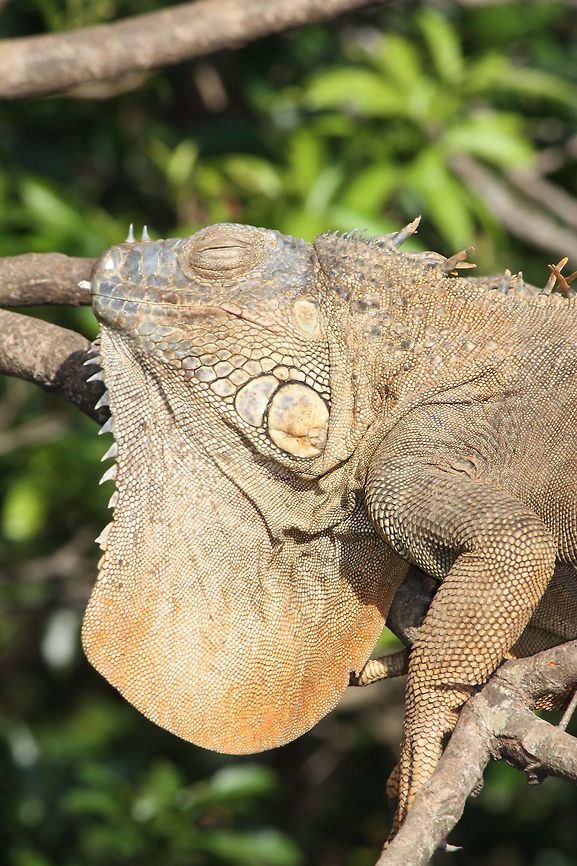 Sleeping iguana  Green iguana,Iguana iguana